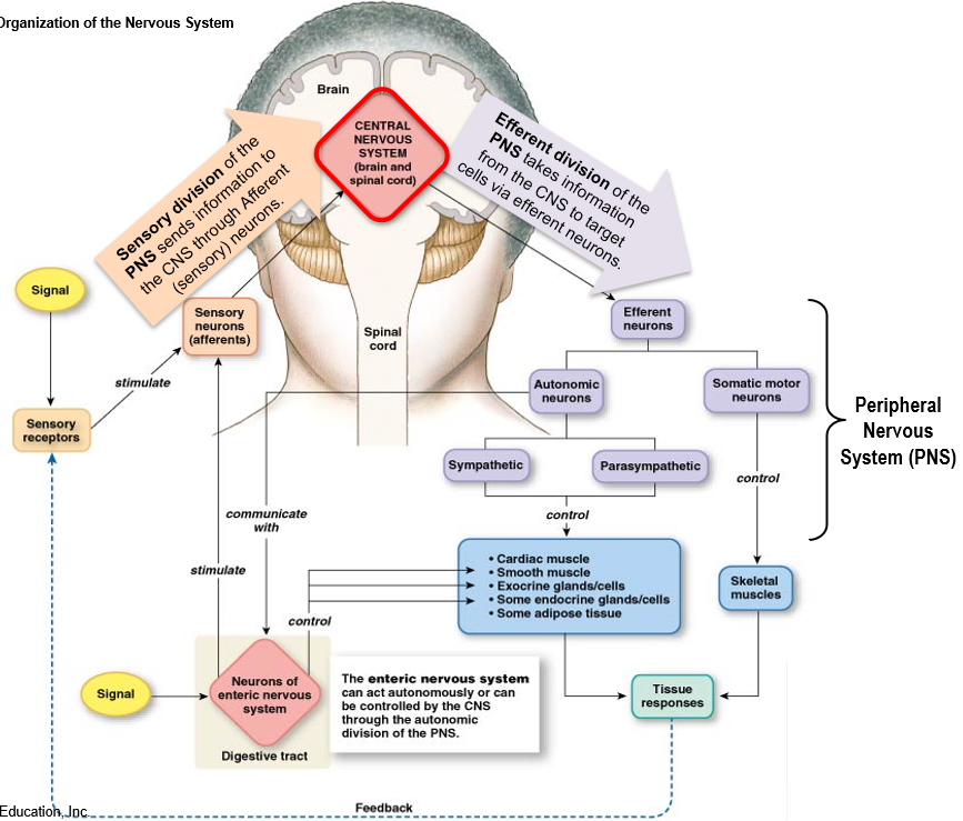 <p><strong>Central Nervous System (CNS)</strong>: brain and spinal cord</p><p><strong>Peripheral Nervous System (PNS)</strong>:</p><ul><li><p><strong>sensory (afferent) neurons</strong>: send signals to brain</p></li><li><p><strong>efferent neurons</strong>: receives signals from brain</p></li></ul>