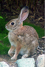 <p>Nape has rusty red patch; paler than cottontail; has longer and more thinly haired ears</p>