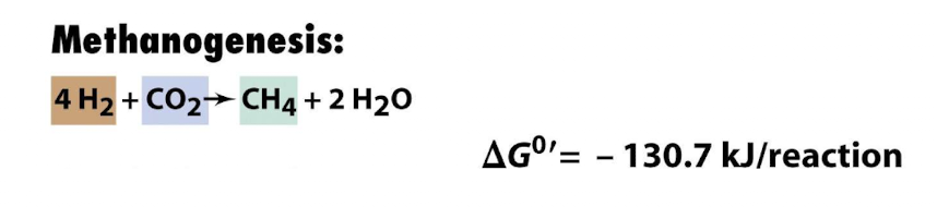 <p><strong>Methanogens consume the H<sub>2 </sub>produced by combining with CO2 by methanogenesis,</strong><span style="color: green;"><strong> much more energetically favourable </strong></span></p><p>The coupled reaction of ethanol fermentation and methanogenesis by TWO prokaryotic species is <strong>exergonic</strong></p><img src="https://knowt-user-attachments.s3.amazonaws.com/2f7a7483-a283-4806-93c4-d3314b63de15.png" data-width="75%" data-align="center"><p></p>