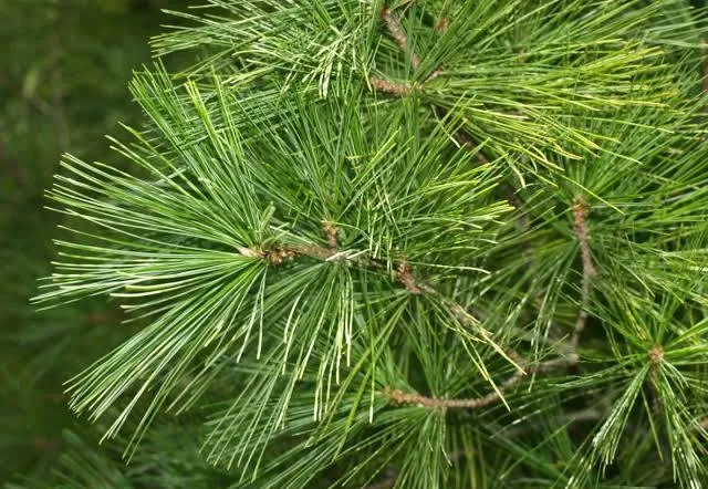 <p>White Pine</p>