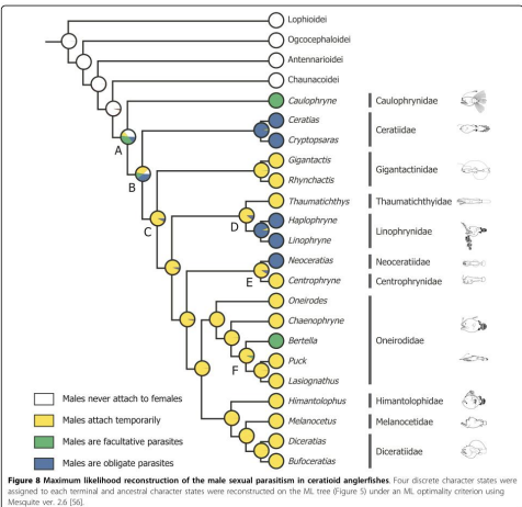 <ul><li><p>understand the origin and loss of traits and predict traits of unstudied species</p></li><li><p>Ex: Angler fish&nbsp;</p><ul><li><p><span style="background-color: inherit; line-height: 19.55px; color: windowtext;">Sexual dimorphism --&gt; hard to find mates so male attaches to female&nbsp;</span><span style="line-height: 19.55px; color: windowtext;">&nbsp;</span></p></li><li><p class="Paragraph SCXO85351776 BCX0" style="text-align: left;"><span style="background-color: inherit; line-height: 19.55px; color: windowtext;">Female can mate whenever she wats, feeds him, or can kick him off</span><span style="line-height: 19.55px; color: windowtext;">&nbsp;</span></p></li><li><p class="Paragraph SCXO85351776 BCX0" style="text-align: left;"><span style="line-height: 19.55px; color: windowtext;">different kinds of male attachment styles can be traced back to common ancestors</span></p></li></ul></li></ul><p></p>