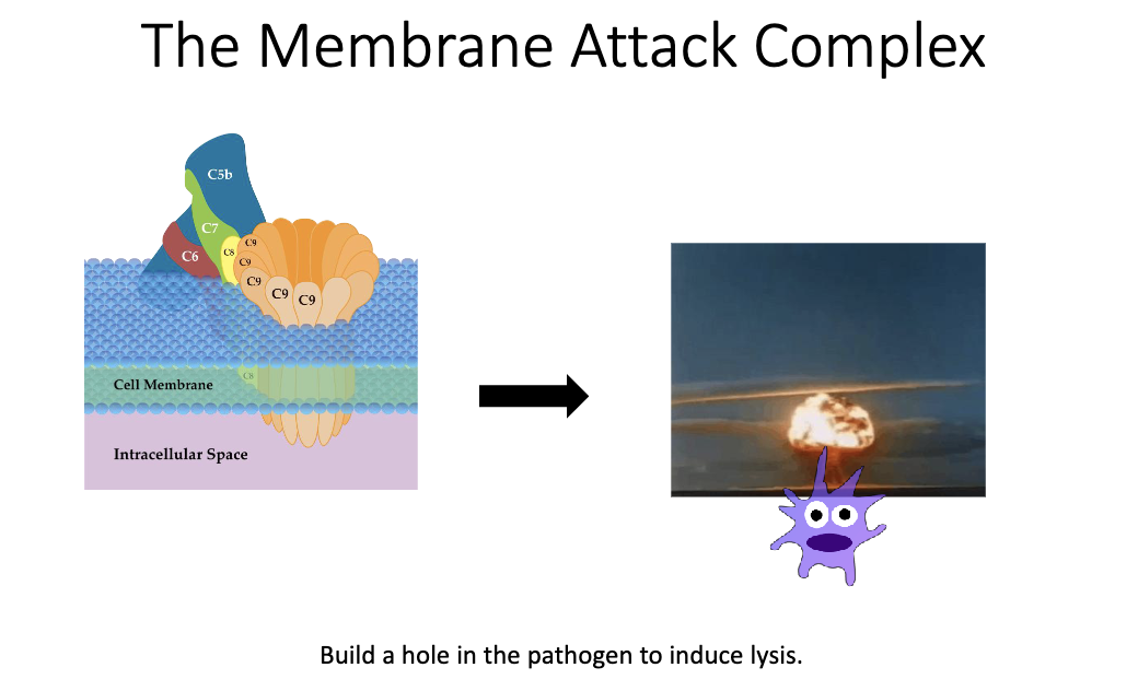 <ul><li><p class="isSelectedEnd"><span>Complement cascade forms the </span><strong><span>MAC pore</span></strong><span> in microbial membranes.</span></p></li><li><p><span>Leads to </span><strong><span>osmotic lysis</span></strong><span> and death of the pathogen.</span></p></li></ul><p></p>
