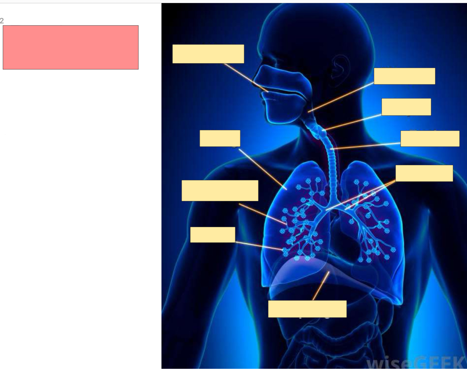 <p>What body system is this?</p>