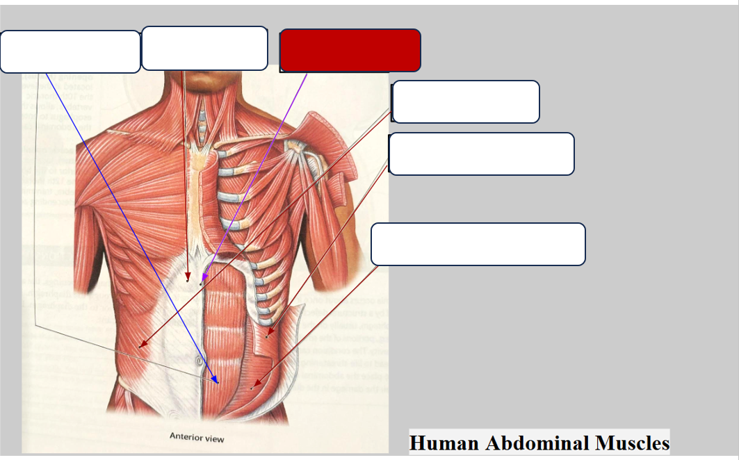 <p>Label the muscle</p>