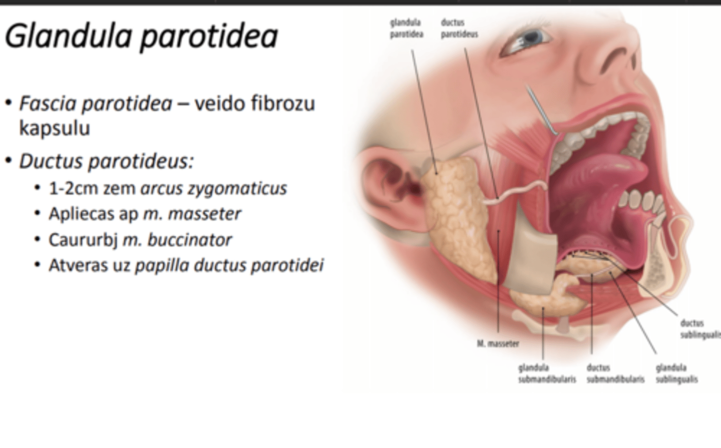 <p>fascia parotidea--> fibroza kapsula</p><p>ductus parotideus--> 2cm zem arcus--> apliecas ap m. masseter--> caururbj buccinnator--> pappillae ductus parotidea mutes dobuma priekštelpā</p>
