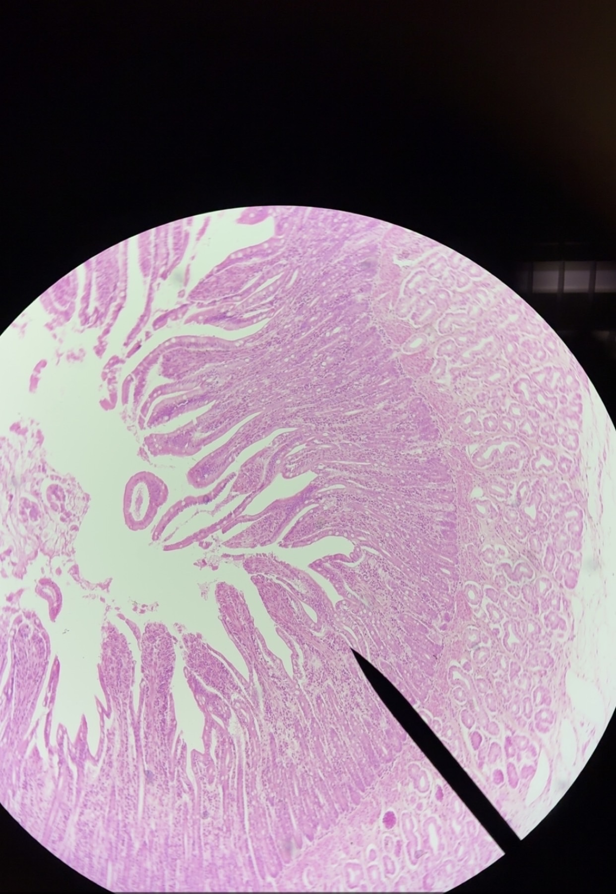 <p>What microscope tissue is this?</p>