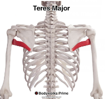 <p>Teres Major</p>
