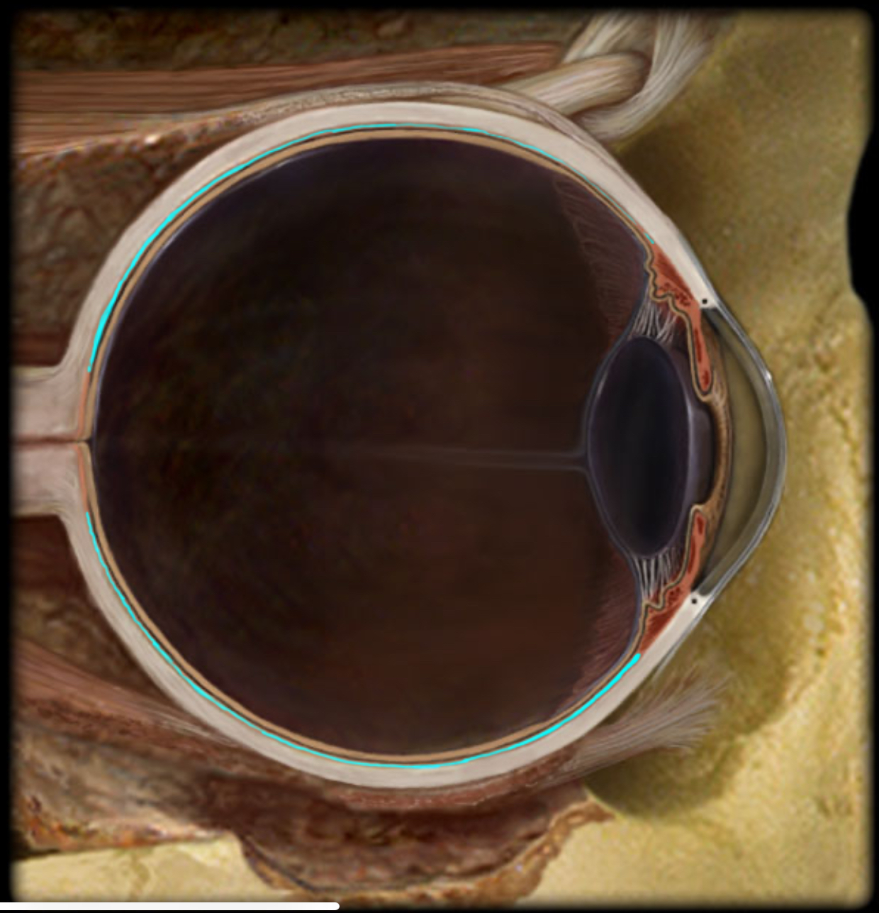 <h4 collapsed="false" seolevelmigrated="true"><strong>Location:</strong></h4><ul><li><p>Eye (vascular layer)</p></li></ul><h4 collapsed="false" seolevelmigrated="true"><strong>Description:</strong></h4><ul><li><p>Highly vascular layer</p></li><li><p>Contains dark brown pigment - melanin</p></li></ul><h4 collapsed="false" seolevelmigrated="true"><strong>Function:</strong></h4><ul><li><p>Blood supply to outer part of neural retina</p></li><li><p>Prevent light reflection within eye</p></li></ul>