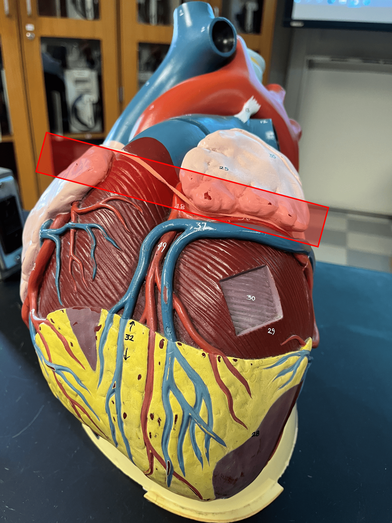 • The broader side of the heart connected to the great vessels.

• Located beneath the second rib.