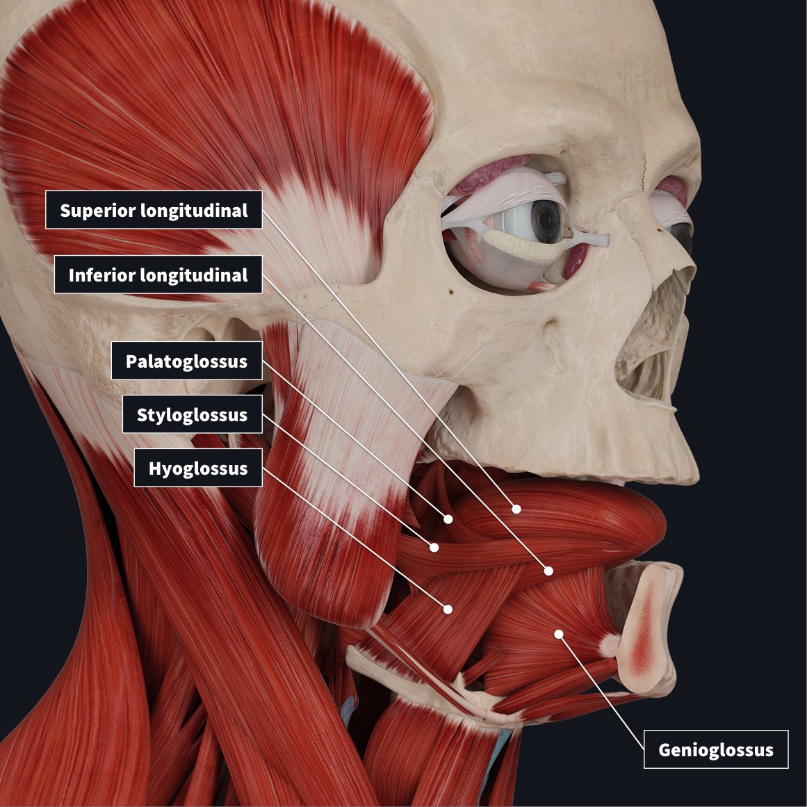<p>Superior longitudinal</p><p>Inferior longitudinal</p><p>Transverse muscles</p><p>Vertical muscles</p><p>They give shape and size to the tongue, guide our speech, eating and swallowing.</p>