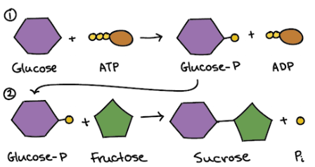 <p>The process in which two reactions are linked together, typically with one providing the energy needed for the other one to occur.</p><p>Linking often happens through a shared intermediate i.e. one product in a reaction that acts as a reactant in one of the other reactions within the _______ _______.</p><p>When this occurs the individual G values of all reactions involved are summed up and added together.</p><p>The image attached outlines an example of ______ _______.</p>
