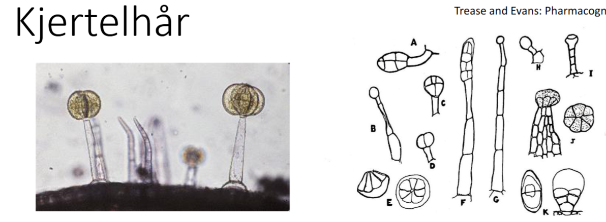 <p>Hva er kjertelhår?</p>