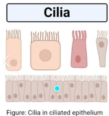 <p>Cilia</p>