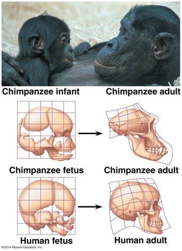 <p>an evolutionary change in the rate or timing of developmental events; i.e.: an organism&apos;s shape depends in part on the relative growth rates of different body parts during development</p>