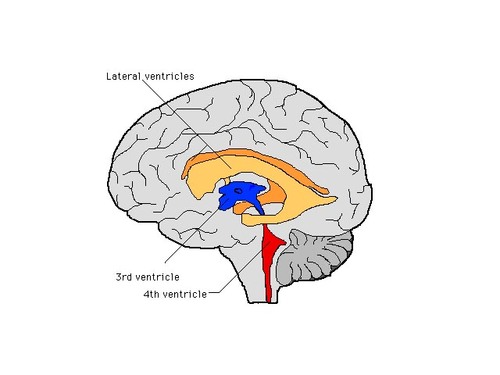 <p>Choroid plexus produces CSF, behind septum pellucidum</p>