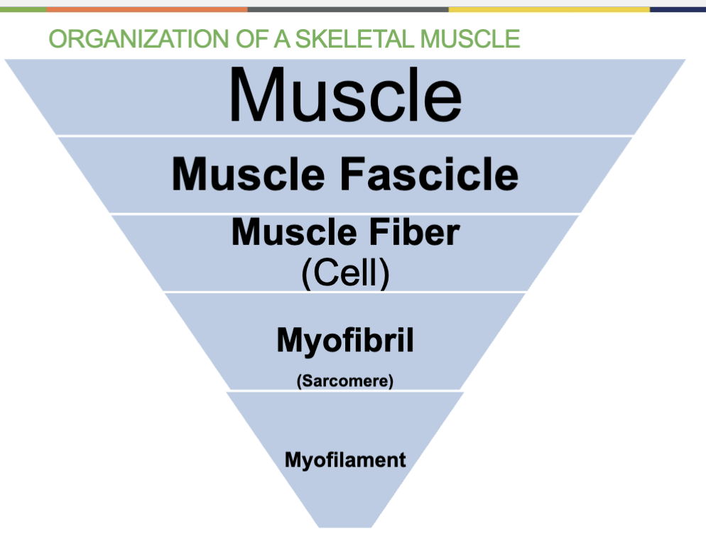 <ol><li><p>Muscle</p></li><li><p>Muscle Fascicle</p></li><li><p>Muscle Fiber (Cell)</p></li><li><p>Myofibril (made up of sarcomeres)</p></li><li><p>Myofilament (thick &amp; thin)</p></li></ol><p></p>