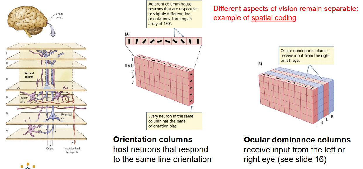 <ul><li><p><strong>Orientation columns</strong></p><ul><li><p>host neurons that respond to the same line orientation. </p></li></ul></li><li><p><strong>Ocular dominance columns</strong></p><ul><li><p>receiveinput from the left or right eye.</p></li></ul></li></ul><p></p>