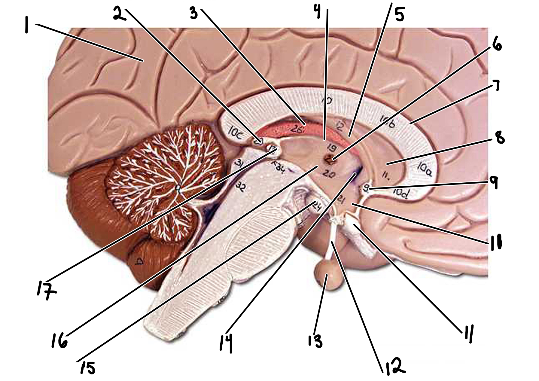 <p>Forebrain: medial view </p>