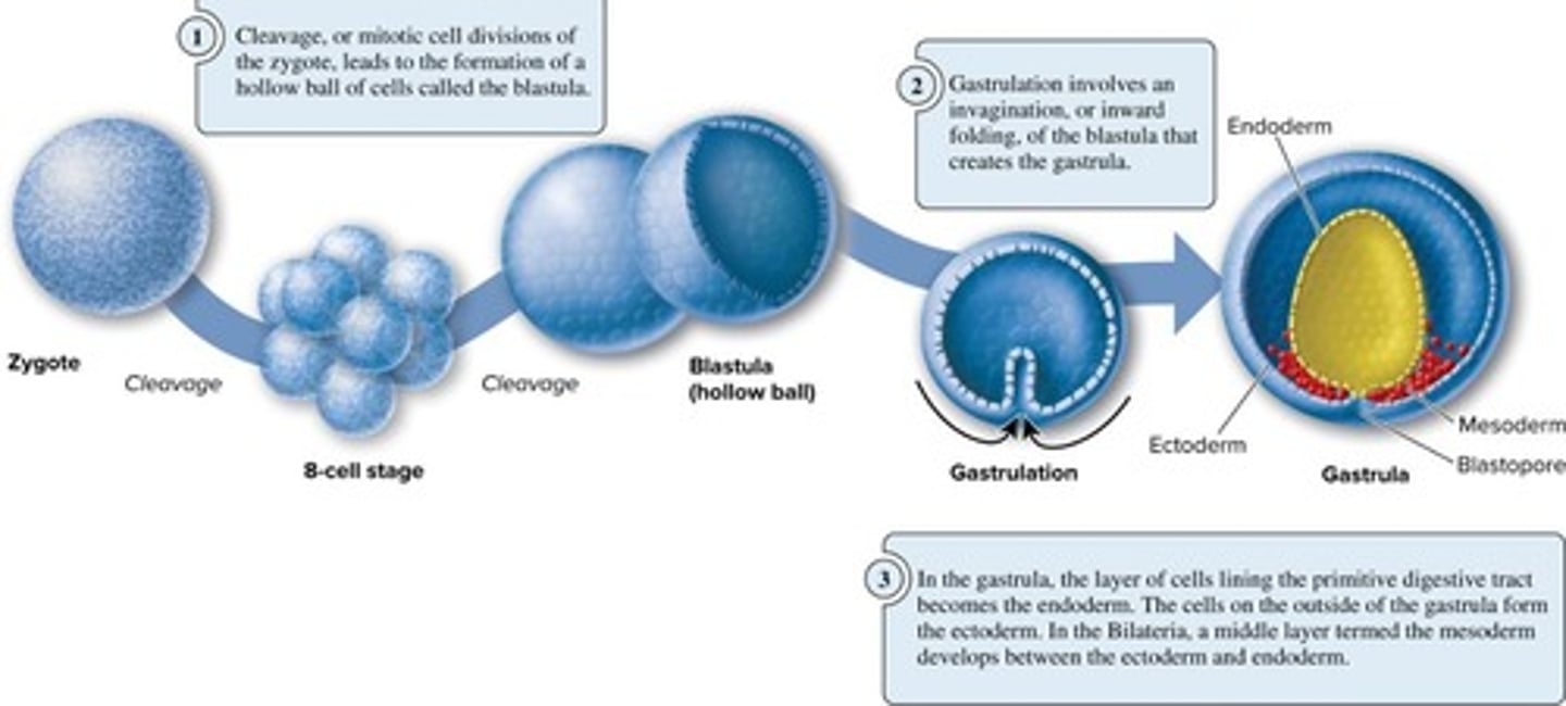 <p>Cleavage and gastrulation.</p>
