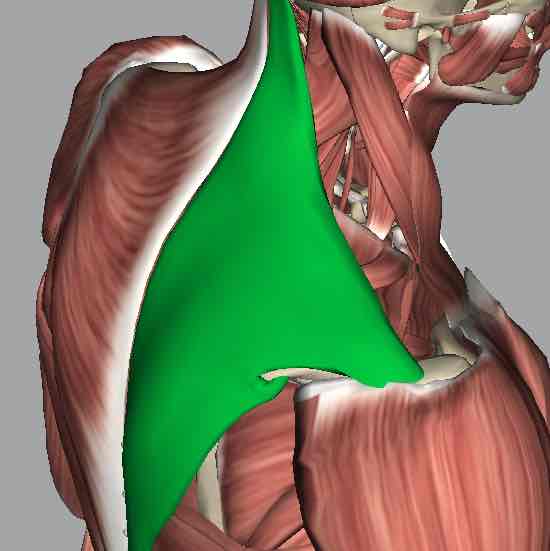 <p>Muscle that extends the head and elevates the scapula.</p>