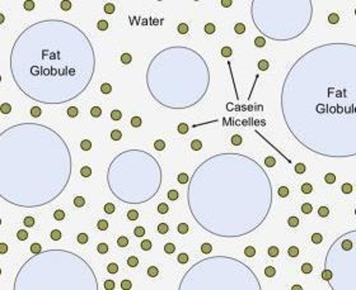 <p>It contains phospholipids and proteins that stabilize fat globules in milk.</p>