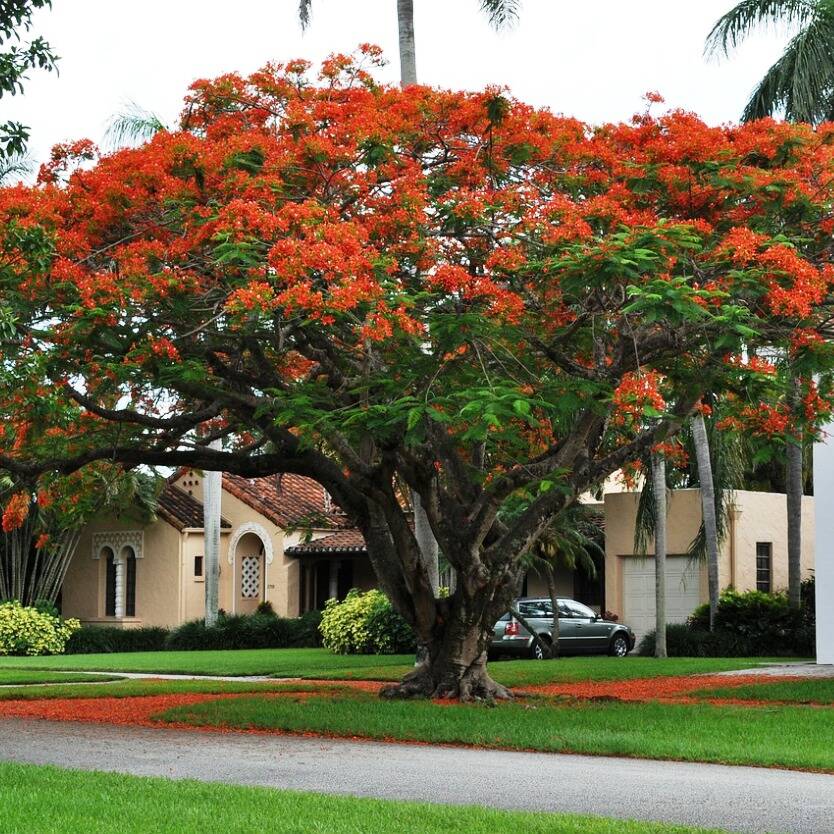 <p><span style="font-family: Inter, helvetica, arial, sans-serif">semarak api, royal poinciana, flamboyant tree or peacock tree</span></p>