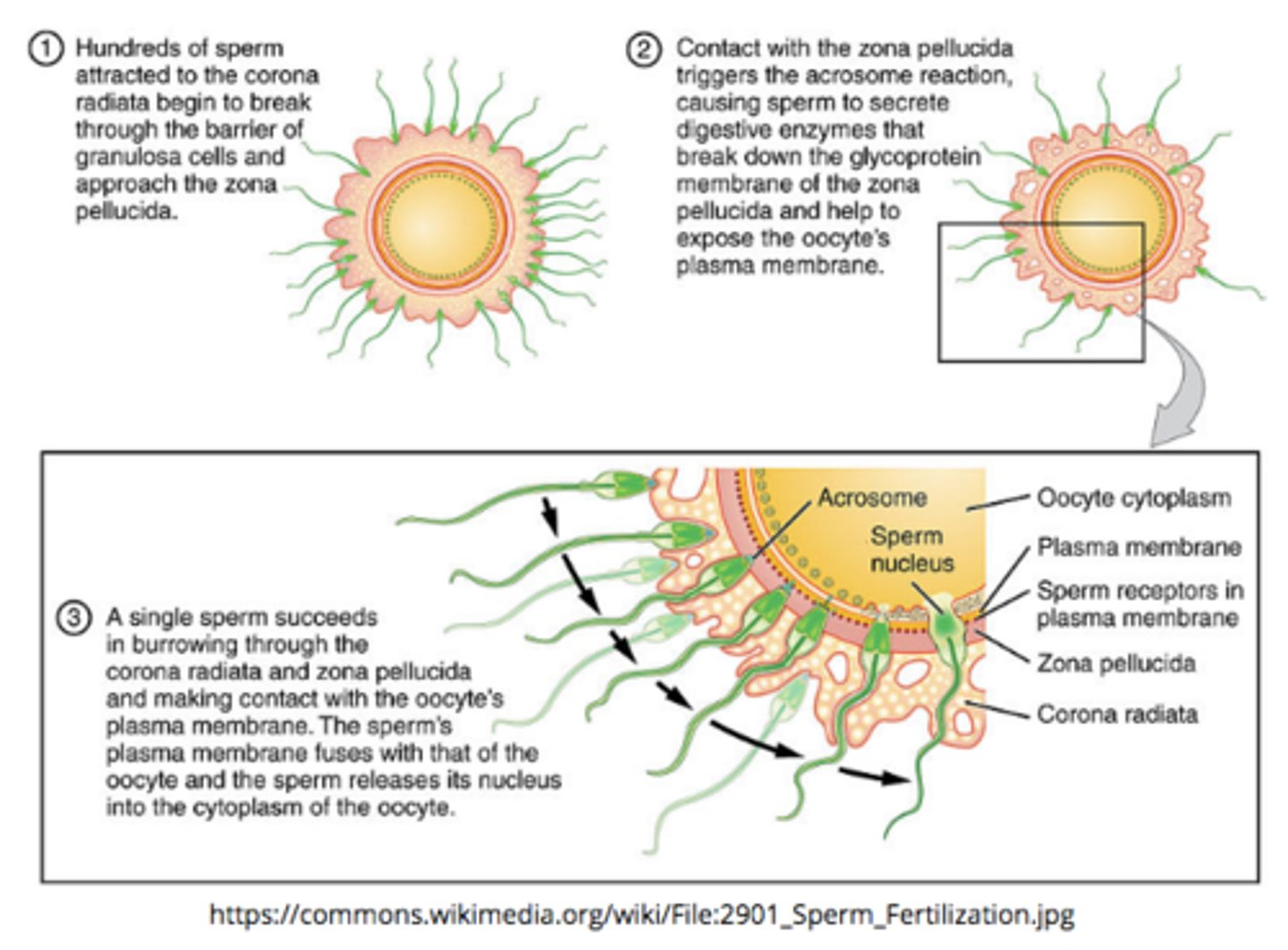 <p>sperm --&gt; corona radiata --&gt; zona pellucida --&gt; sperm actin binds ZP3 --&gt; acrosomal enzyme release --&gt; membrane fusion between sperm and egg --&gt; fertilization</p>