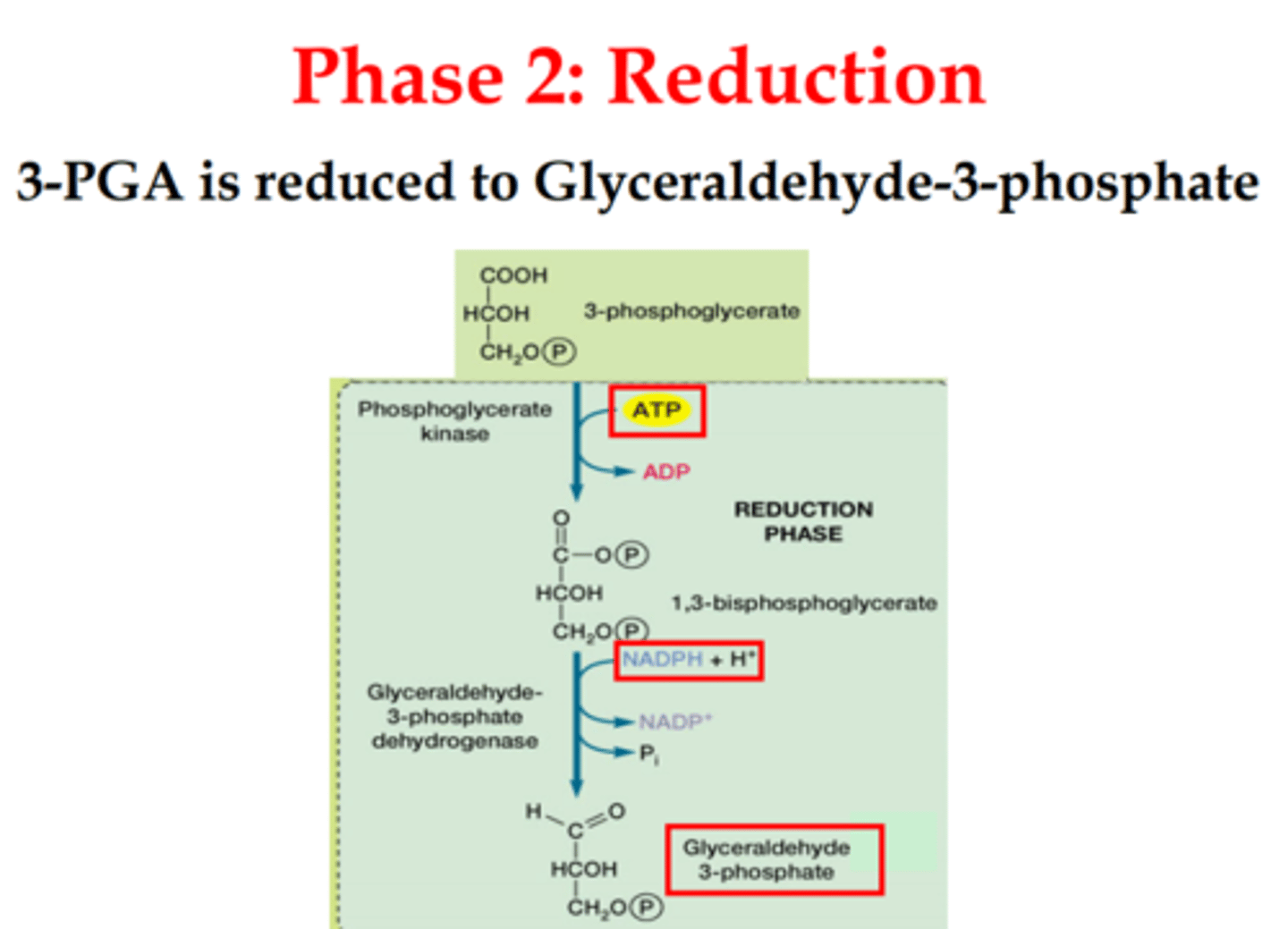 <p>ATP and NADPH provide energy to convert three 3-PGA --&gt; six G3P</p>