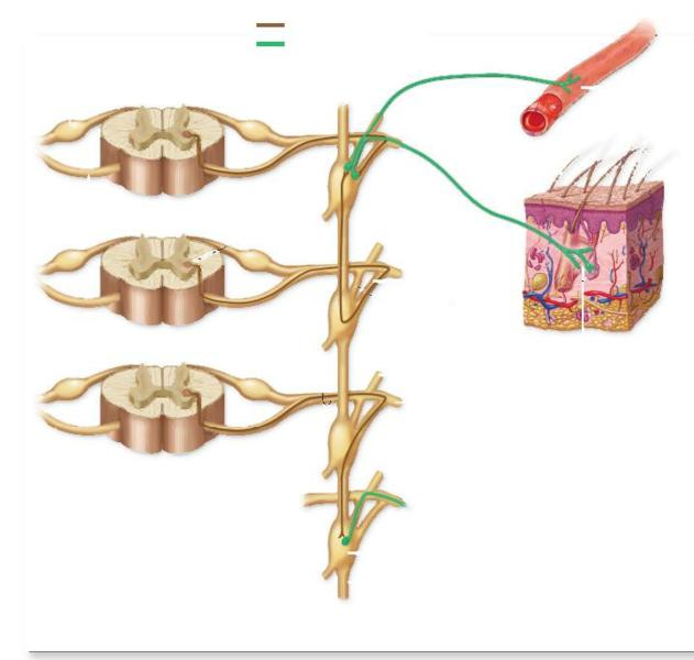 <p>Which type of sympathetic pathway is shown in the figure?</p>