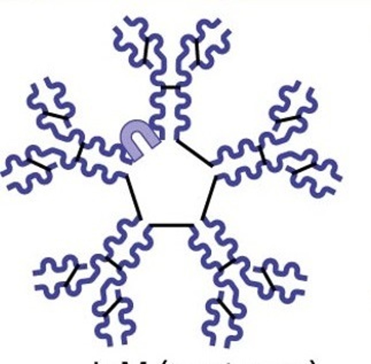 <p>first antibody produced, pentamer (primary response)</p>