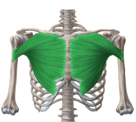 <p>intertubercular groove of humerus</p>