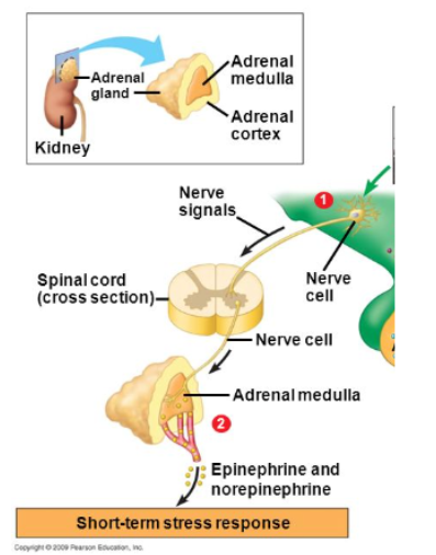<p><span>3 steps of Short-term stress response:&nbsp;</span></p><p></p>