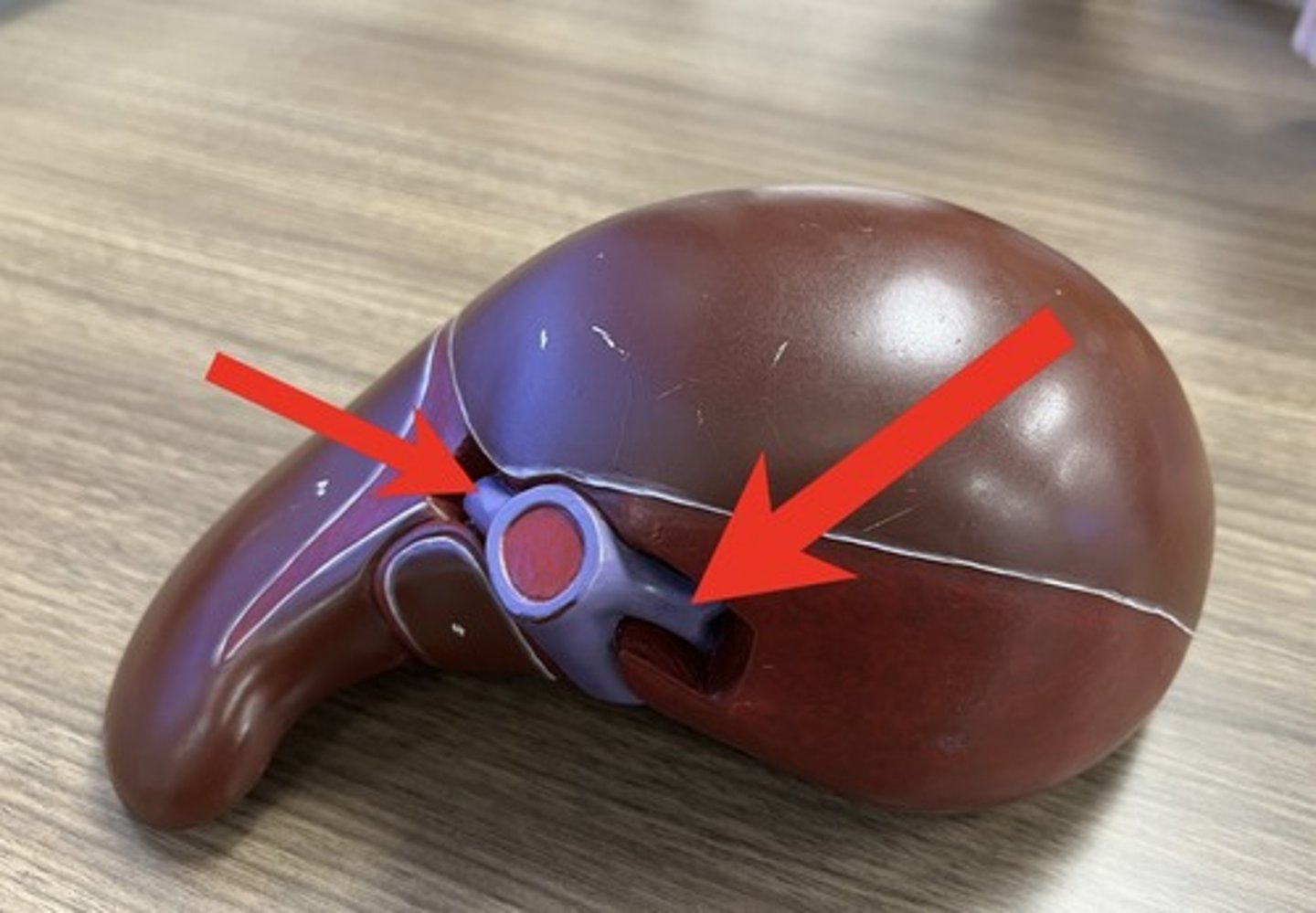 <p>(empty into IVC)</p>