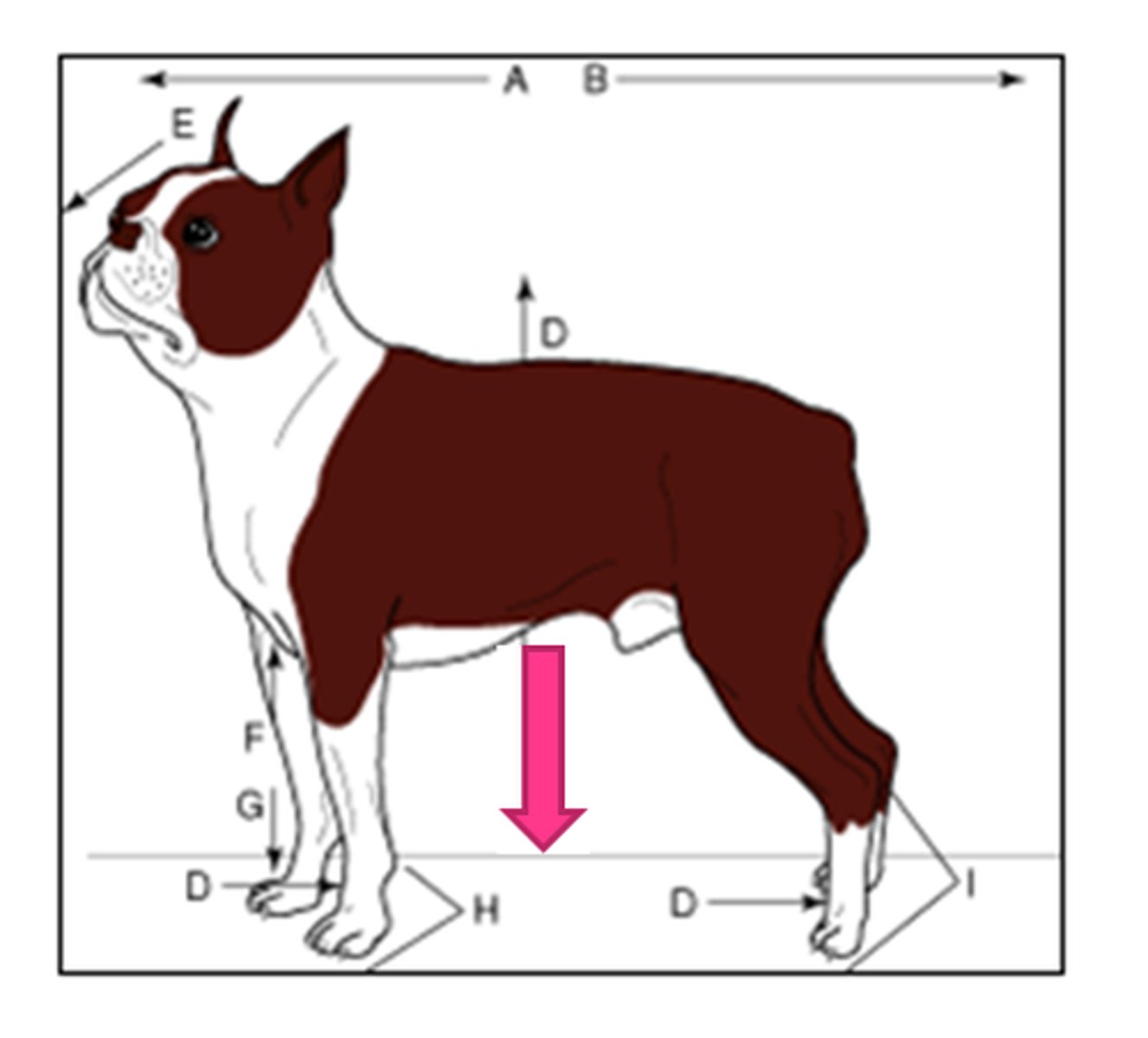 <p>belly side</p>