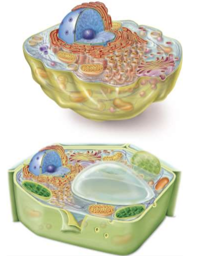 <p>Cell wall (plants) vs no cell wall (animals)</p><p>one big vacuole (plants) vs multiple Vacuoles (animals)</p><p>Plasmodesmata (plants) vs no Plasmodesmata (animals)</p><p>Photosynthesis (plants) vs no Photosynthesis (animals)</p><p>Chloroplasts (plants) vs Mitochondria (animals)</p><p>no Centrioles (plants) vs Centrioles (animals)</p><p>no Lysosomes (plants) vs Lysosomes (animals)</p><p>no Cilia/Flagella (plants) vs can have Cilia/Flagella (animals)</p>