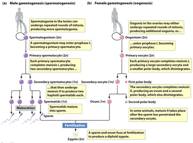 <p><span>Production of the haploid gametes</span></p>