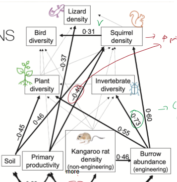 <p>more kangaroo rats equals higher burrow abundance</p>