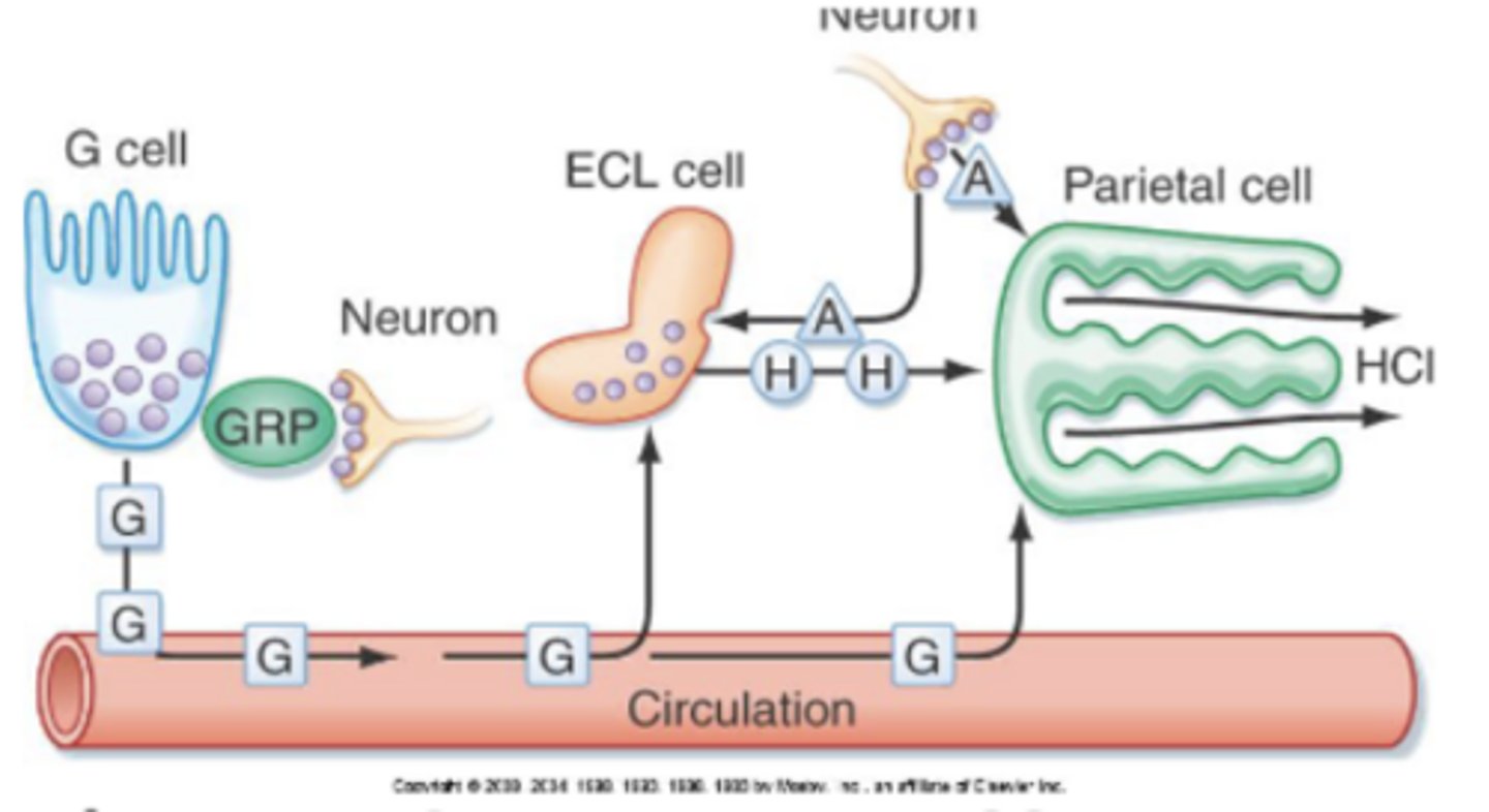 <p>describe the pathway of gastrin acting on other stomach cells</p>