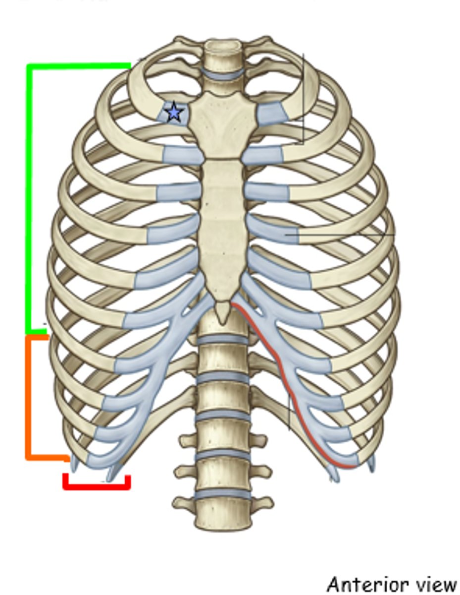 <p>We have 12 ribs</p><p>TRUE RIBS</p><p>- pairs 1-7</p><p>- attaches directly to the sternum</p><p>FALSE RIBS</p><p>- pairs 8-10</p><p>- they dont attach directly to the sternum, they attach to rib 7 and the sternum by cartilage</p><p>FLOATING RIBS</p><p>- pairs 11-12</p><p>- dont attach to the sternum</p>