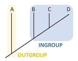 <p>What is an outgroup in a cladogram?</p>