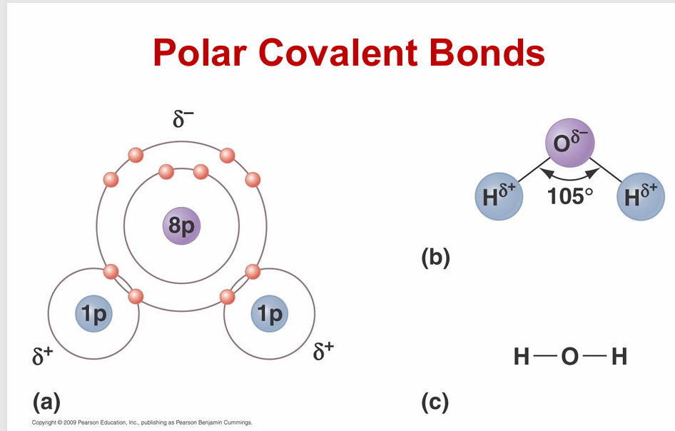 <ul><li><p>unequal sharing of electrons due to high significantly different electronegativities</p></li><li><p>Most important<strong> polar covalent bonds involve hydrogen</strong></p><p>- Allows for hydrogen bonding</p></li></ul><p></p>