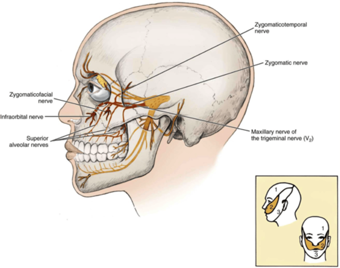 <p>zygomaticofacial nerve and zygomaticotemporal nerve</p>