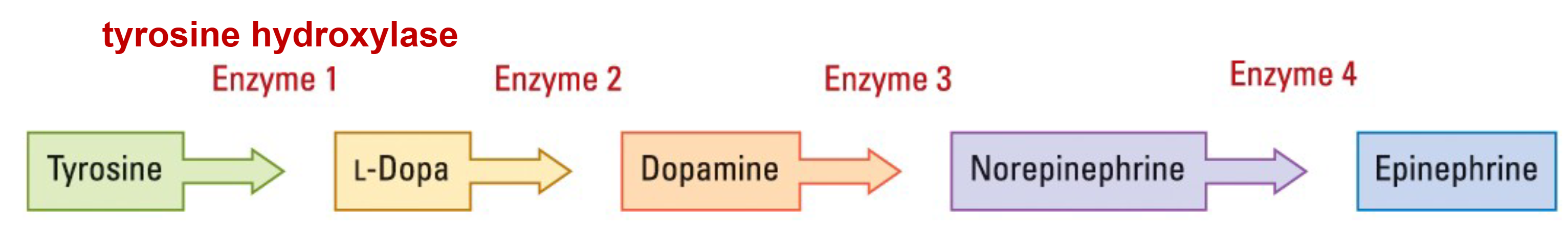 <p><span>Tyrosine hydroxylase</span></p>