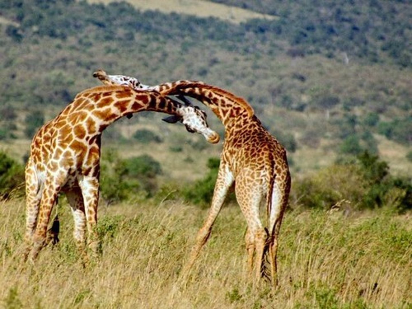 <p>A possible hypothesis is that long necks evolved as a weapon, as male giraffes sometimes fight using their heads as clubs.</p>