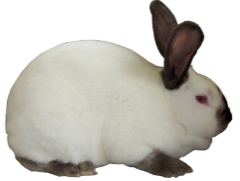 <p>RABBITS (Oryctolagus cuniculus)</p><p>Strain</p><p>Colour</p><p>Characteristics</p>