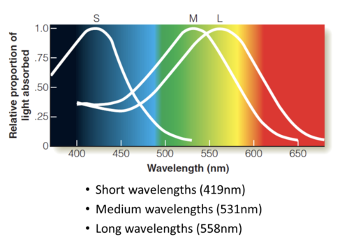 Researchers measured absorption spectra of visual pigments in receptors (1960s).
They found pigments that responded maximally to:
Short wavelengths (419nm)
Medium wavelengths (531nm)
Long wavelengths (558nm)
Later researchers found genetic differences for coding proteins for the three pigments (1980s).