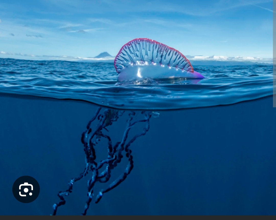 <p class="has-focus">Physaliidae family (it is a siphonophore)</p><p class="has-focus">uses its long, venomous tentacles, which can be up to 165 feet long, to trap and paralyze fish, crustaceans, and plankton before reeling it in for digestion.</p><p class="has-focus">gas-filled, translucent blue-purple or pink “float” (Pneumatophore) that acts as a sail, and long, trailing tentacles</p>