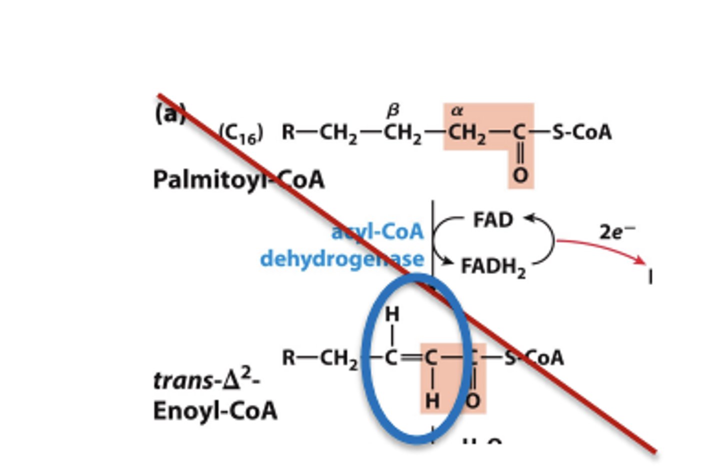 <p>acylCoA dehydrogenase step is skipped, resulting in 1 fewer FADH2.</p>