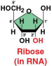 <p>Ribose</p>