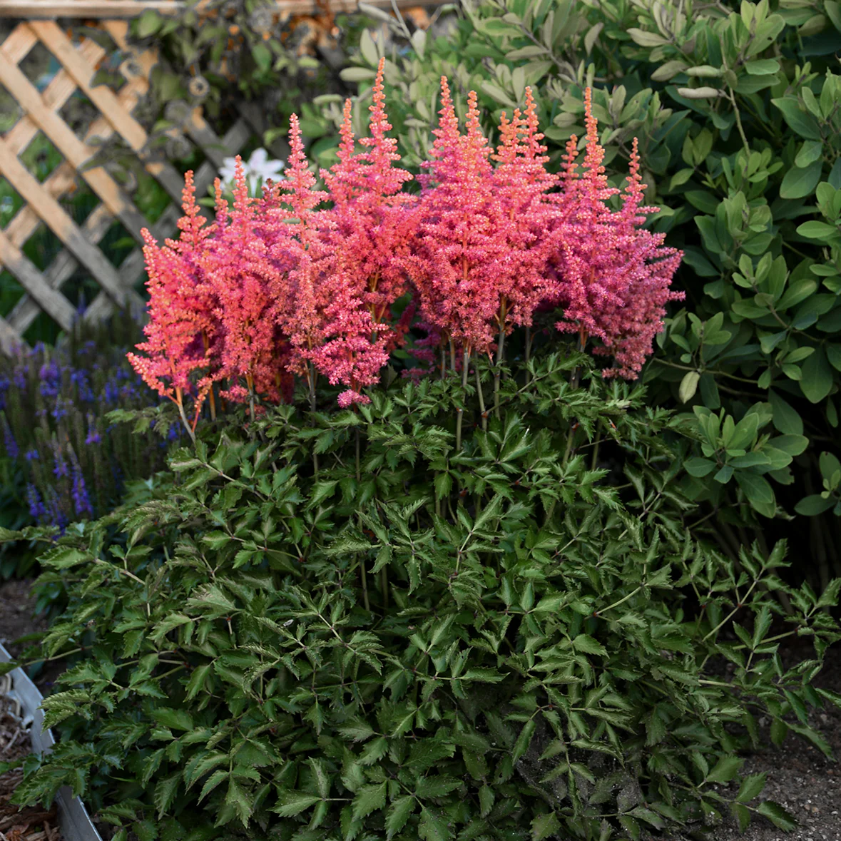 <p>Astilbe</p>
